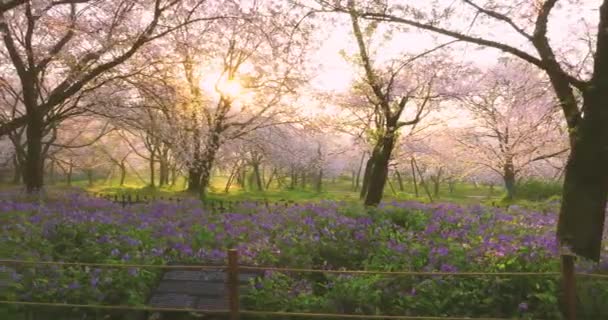 Wuhan East Lake Kwiat Wiśni Ogród Wiosenne Krajobrazy — Wideo stockowe