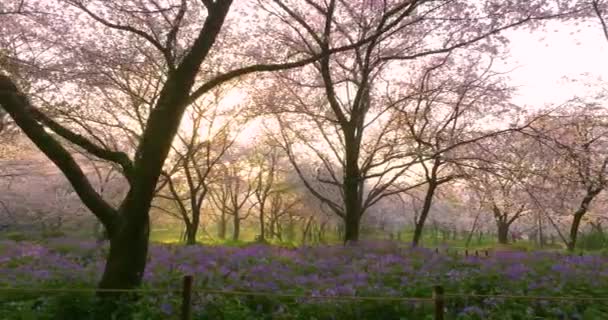 Wuhan East Lake Kwiat Wiśni Ogród Wiosenne Krajobrazy — Wideo stockowe