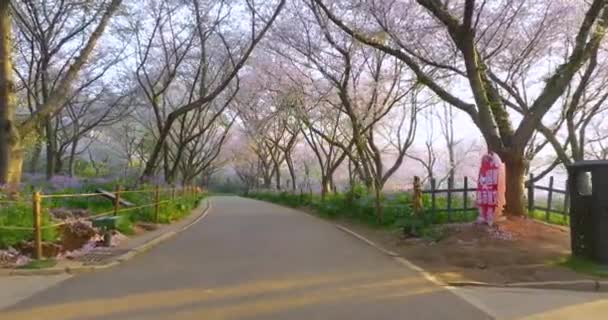 Wuhan East Lake Cerisier Fleur Jardin Printemps Paysage — Video