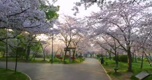 Wuhan East Lake Cereja Flor Jardim Primavera Paisagem — Vídeo de Stock