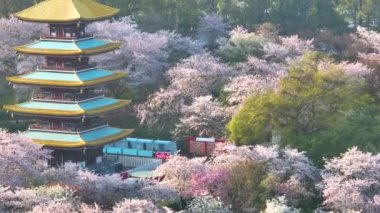 Wuhan Doğu Gölü Kiraz Çiçeği Bahçesi Bahar Sahnesi