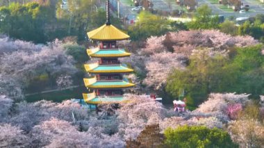 Wuhan Doğu Gölü Kiraz Çiçeği Bahçesi Bahar Sahnesi