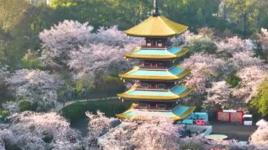 Wuhan Doğu Gölü Kiraz Çiçeği Bahçesi Bahar Sahnesi