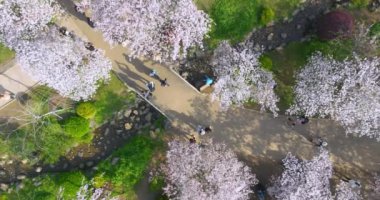 Wuhan Doğu Gölü Kiraz Çiçeği Bahçesi Bahar Sahnesi