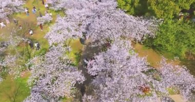 Wuhan Doğu Gölü Kiraz Çiçeği Bahçesi Bahar Sahnesi