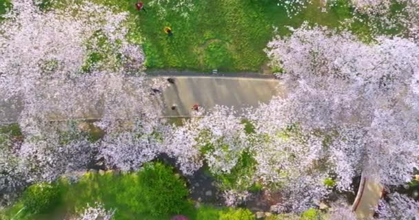 Wuhan East Lake Cherry Blossom Garden Vårens Landskap — Stockvideo