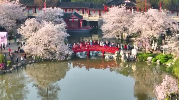 Wuhan East Lake Cereja Flor Jardim Primavera Paisagem — Vídeo de Stock
