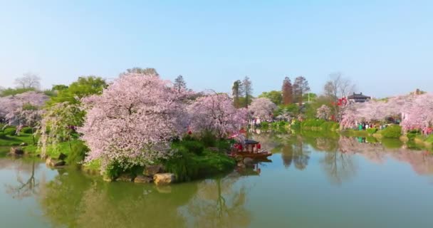 Wuhan East Lake Flores Cerezo Jardín Paisajes Primavera — Vídeo de stock