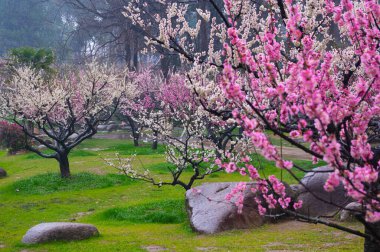 Wuhan Doğu Gölü Erik Bahçesi Bahar Sahnesi