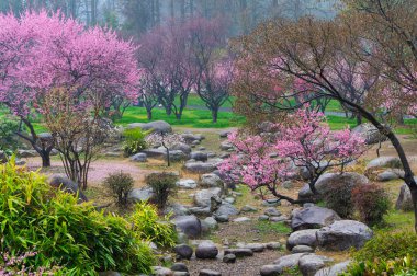 Wuhan Doğu Gölü Erik Bahçesi Bahar Sahnesi