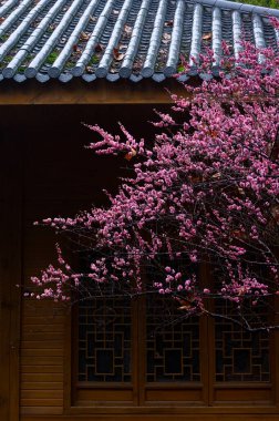 Wuhan Doğu Gölü Erik Bahçesi Bahar Sahnesi