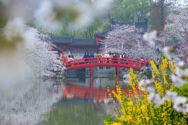 Wuhan Doğu Gölü Kiraz Çiçeği Bahçesi Bahar Sahnesi