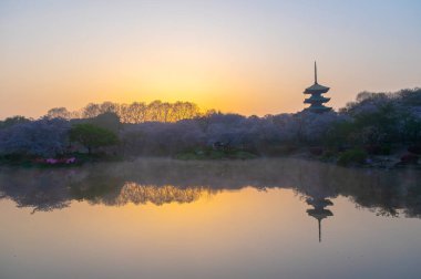 Wuhan Doğu Gölü Kiraz Çiçeği Bahçesi Bahar Sahnesi