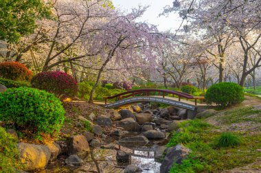 Wuhan Doğu Gölü Kiraz Çiçeği Bahçesi Bahar Sahnesi
