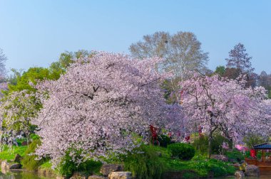 Wuhan Doğu Gölü Kiraz Çiçeği Bahçesi Bahar Sahnesi