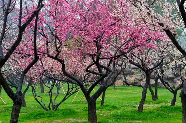 Wuhan Doğu Gölü Erik Bahçesi Bahar Sahnesi — Stok fotoğraf