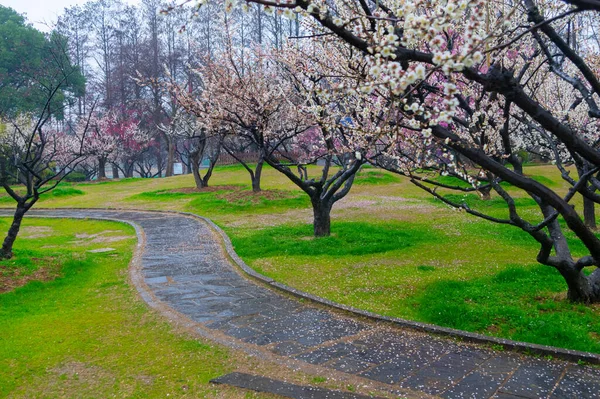 Wuhan Doğu Gölü Erik Bahçesi Bahar Sahnesi — Stok fotoğraf
