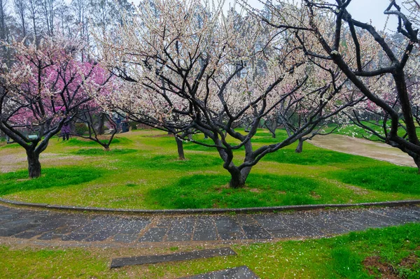 Wuhan East Lake Flor Ameixa Jardim Primavera Paisagem — Fotografia de Stock