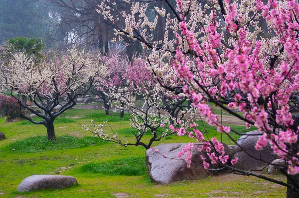 Wuhan Ανατολή Λίμνη Δαμάσκηνο Λουλούδι Κήπος Άνοιξη Τοπίο — Φωτογραφία Αρχείου