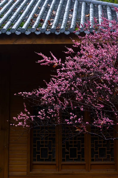 Wuhan East Lake Kwiat Śliwki Ogród Wiosenne Krajobrazy — Zdjęcie stockowe