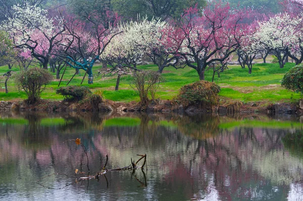 Wuhan East Lake Plommon Blomma Trädgård Våren Landskap — Stockfoto
