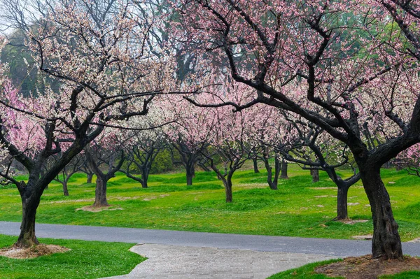 Wuhan East Lake Plum Blossom Garden Spring Scenery — Foto de Stock
