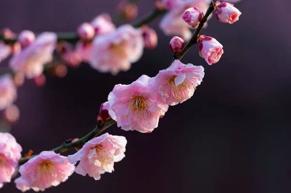 Wuhan East Lake Fleur Prunier Jardin Printemps Paysage — Photo