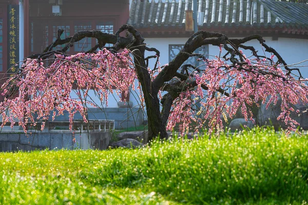 Wuhan East Lake Plum Blossom Garden Spring Scenery — Foto de Stock