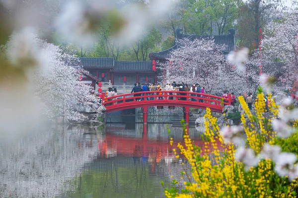 Wuhan East Lake Kirschblüte Garten Frühling Landschaft — Stockfoto