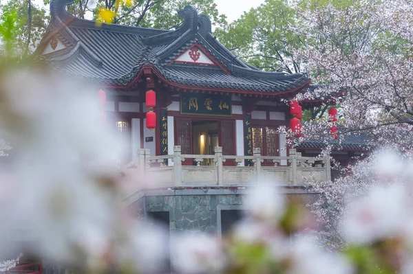 stock image Wuhan East Lake Cherry blossom Garden Spring Scenery