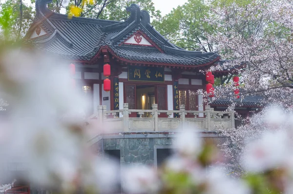 Stock image Wuhan East Lake Cherry blossom Garden Spring Scenery