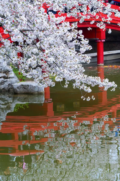 stock image Wuhan East Lake Cherry blossom Garden Spring Scenery