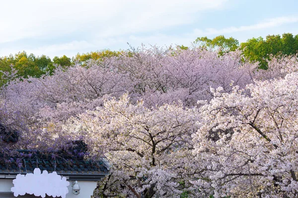 Wuhan East Lake Cherry Blossom Garden Vårens Landskap — Stockfoto