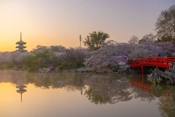 Wuhan East Lake Flores Cerezo Jardín Paisajes Primavera — Foto de Stock