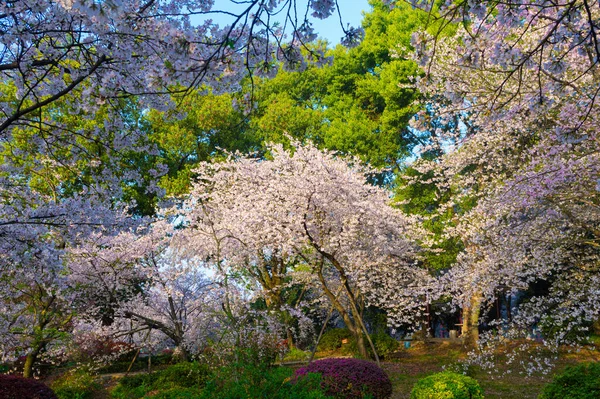 Wuhan East Lake Cerisier Fleur Jardin Printemps Paysage — Photo