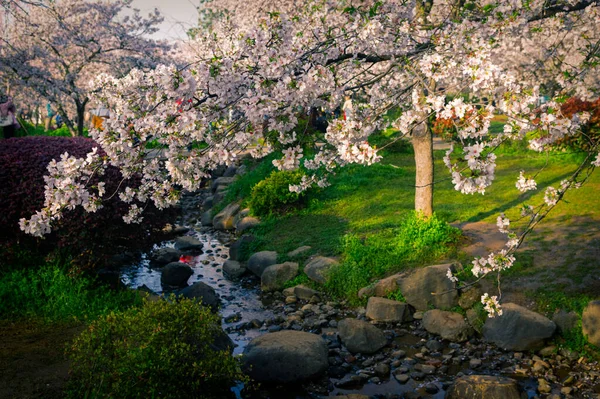 Весенний Пейзаж Цветущей Сакуры Восточного Озера Ухань — стоковое фото