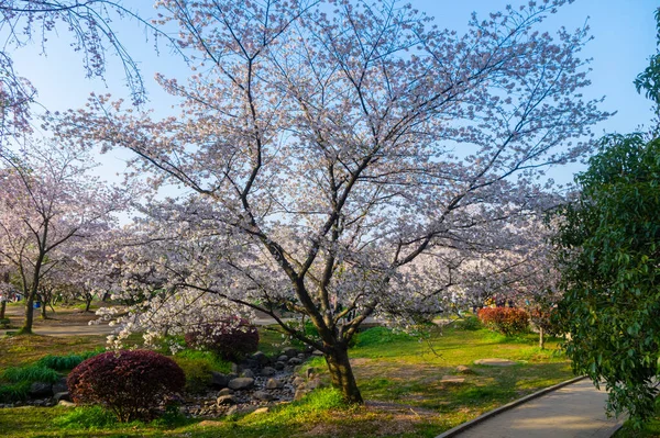 Wuhan Doğu Gölü Kiraz Çiçeği Bahçesi Bahar Sahnesi — Stok fotoğraf