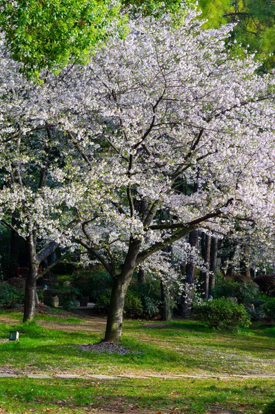Wuhan East Lake Cherry Blossom Garden Vårens Landskap — Stockfoto