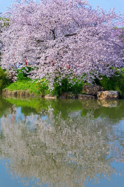 Wuhan East Lake Cherry Blossom Garden Spring Scenery — Stock Photo, Image