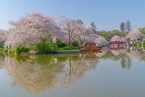 Wuhan East Lake Cherry Bloesem Tuin Voorjaar Landschap — Stockfoto