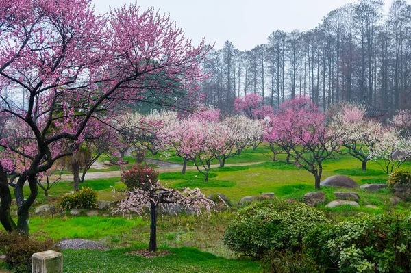Wuhan East Lake Pflaumenblüte Garten Frühling Landschaft Stockfoto