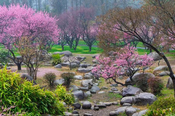 Wuhan Ανατολή Λίμνη Δαμάσκηνο Λουλούδι Κήπος Άνοιξη Τοπίο Εικόνα Αρχείου