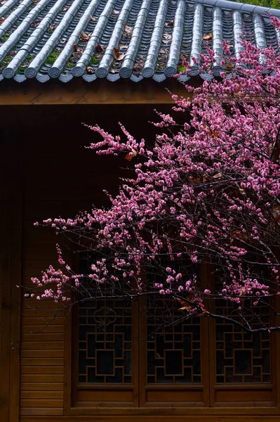 Wuhan Ανατολή Λίμνη Δαμάσκηνο Λουλούδι Κήπος Άνοιξη Τοπίο Εικόνα Αρχείου