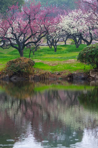Wuhan East Lake Szilvavirág Kert Tavaszi Táj Stock Kép
