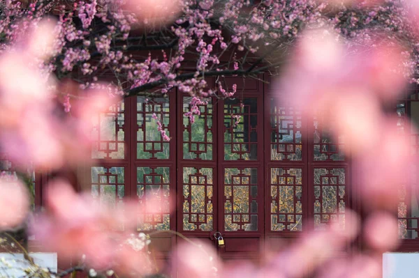 Wuhan East Lake Plum Blossom Garden Spring Scenery Imagen De Stock