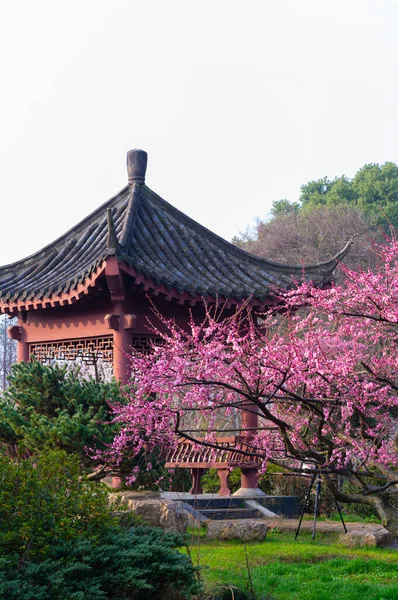 Wuhan Ανατολή Λίμνη Δαμάσκηνο Λουλούδι Κήπος Άνοιξη Τοπίο Royalty Free Εικόνες Αρχείου