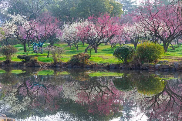 Wuhan East Lake Szilvavirág Kert Tavaszi Táj Stock Fotó