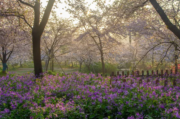 武漢東湖桜園春の風景 ロイヤリティフリーのストック画像