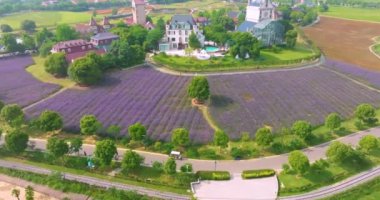 Wuhan Huabohui 'deki bahar verbena çiçek denizinin havadan görünüşü.