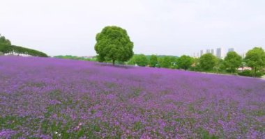 Wuhan Huabohui 'deki bahar verbena çiçek denizinin havadan görünüşü.